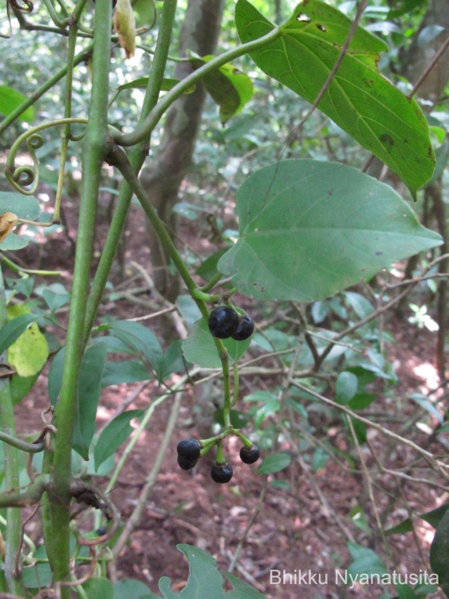 Cissus lonchiphylla Thwaites